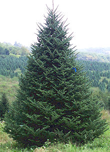 Fraser Fir Trees - NC Christmas Trees Association